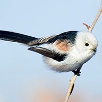 tit-long-tailed-5081548