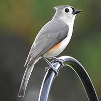 titmouse-tufted-5926707
