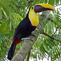 toucan-black-mandibled-5838325