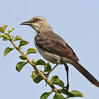 tropicalmockingbird-4515893