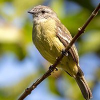 tyrannulet-yellow-crowned-3965460