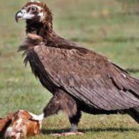 vulture-cinereous-5600985