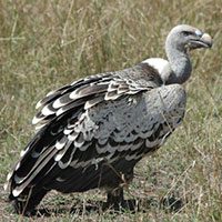 vulture-ru%cc%88ppells-2939135