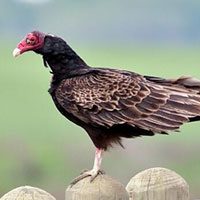vulture-turkey-9383446