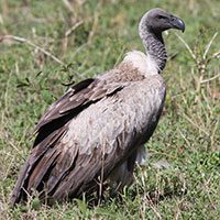 vulture-white-backed-8027103