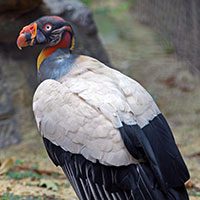 vulture-king-3634999