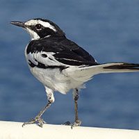 wagtail-african-pied-4040389