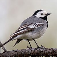 wagtail-white-7747579