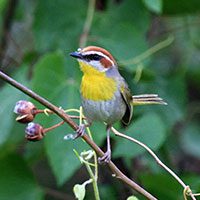 warbler-rufous-capped-4698466