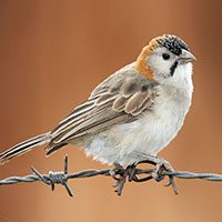 weaver-speckle-fronted-4194423