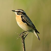 whinchat-5603111