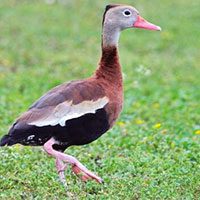 whistling-duck-black-bellied-9575806