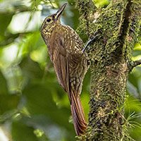 woodcreeper-spotted-3894355