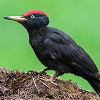 woodpecker-black-1467074