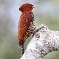 woodpecker-cinnamon-7707074