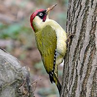 woodpecker-european-green-6942027