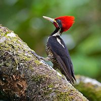 woodpecker-lineated-5791655