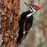 woodpecker-pileated-5916753