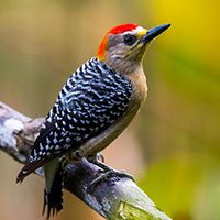 woodpecker-red-crowned-2010614