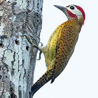 woodpecker-spot-breasted-4178413