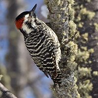 woodpecker-striped-4059659
