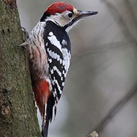 woodpecker-white-backed-1751157