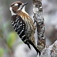 woodpecker-pygmy-9483354