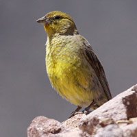 yellow-finch-greater-6478839