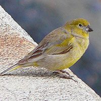 yellow-finch-patagonia-8458659