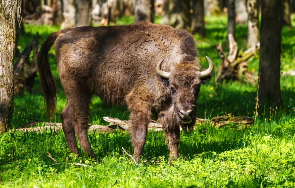 bison-european-wisent-russia-prioksko-terrasny-nature-reserve
