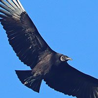 black-vulture-5615110