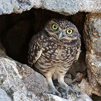 burrowing-owl-5290396