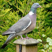 common-wood-pigeon-9642173