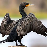 cormorant-double-crested-2444341