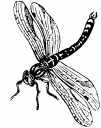 dragonfly-9799046
