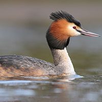 grebe-crested-9085845