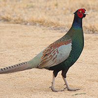 green-pheasant-6275738