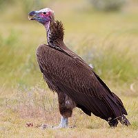 lappet-faced-vulture-5470131
