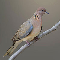 laughing-dove-8675843