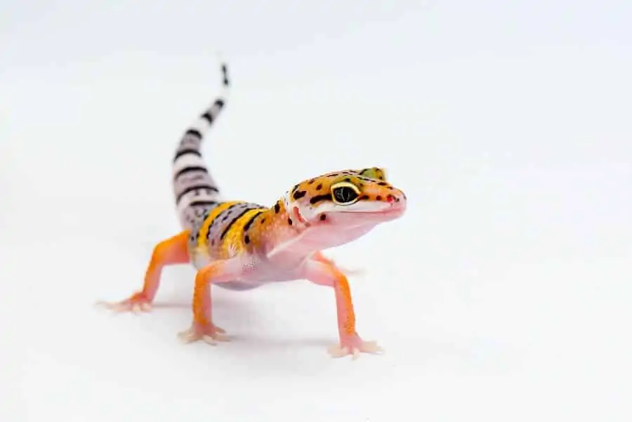 leopard-gecko-type-of-pet-lizard-5573895