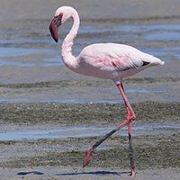 lesser-flamingo-8019129