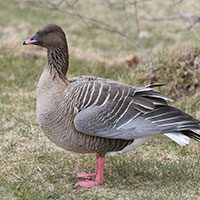 pink-footed-goose-2866177