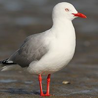 red-billed-gull-5938445