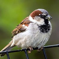 sparrow-house-1535256