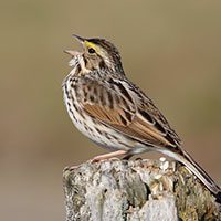sparrow-savannah-2531805
