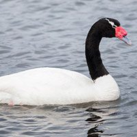 swan-black-necked-8526251