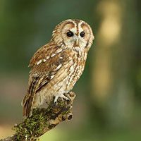 tawny-owl-2436450