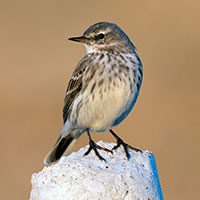 water-pipit-4798284