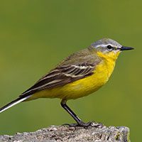 western-yellow-wagtail-7477887
