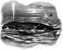 whale-2533473